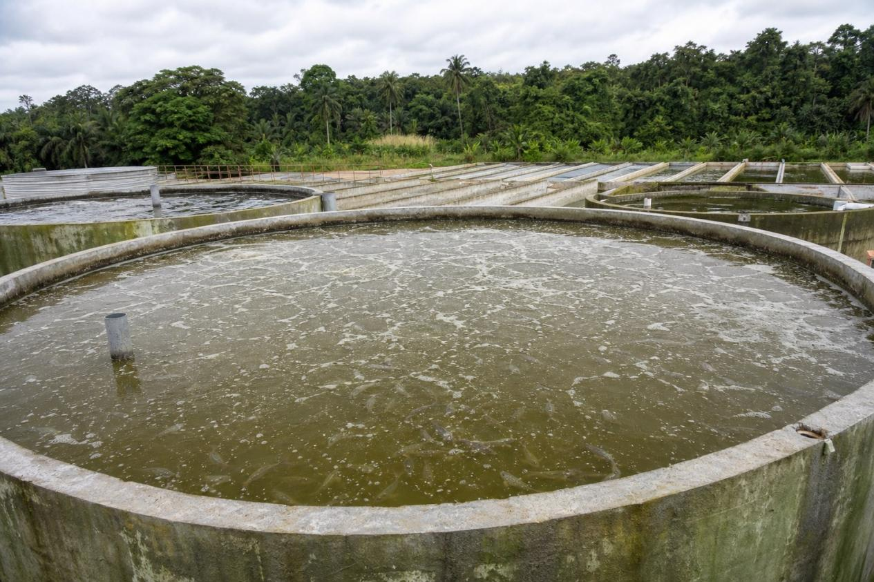 Aerial view of Nimba Fish Farm, 96-pond BFT aquaculture site in Côte d'Ivoire