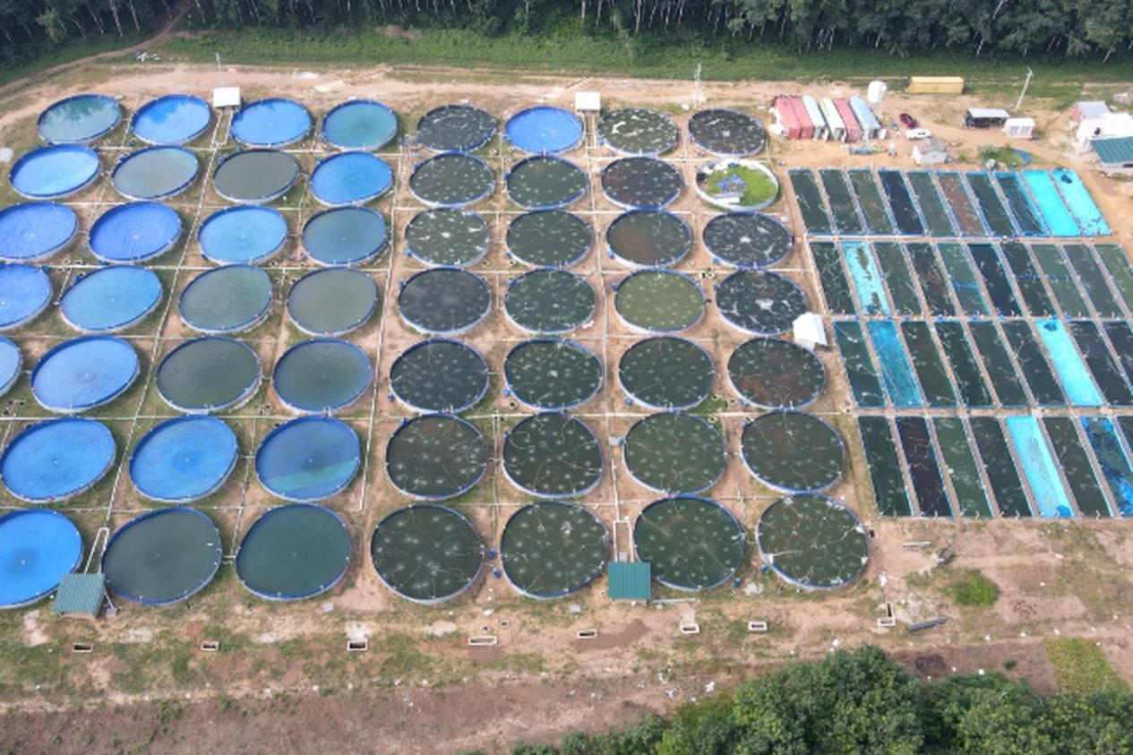 Site-wide water quality monitoring point layout across 96 ponds at Nimba Fish Farm